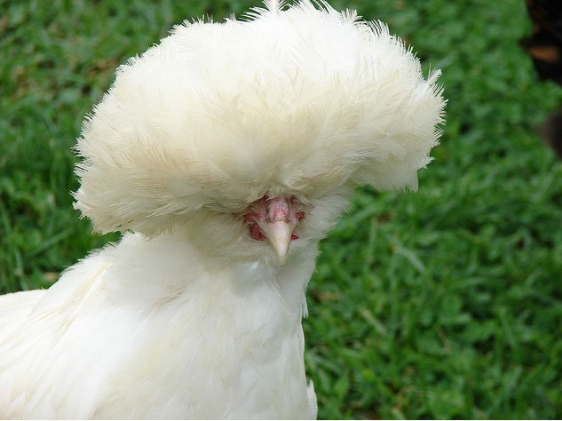 poodle chicken