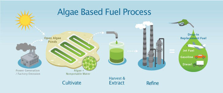 algae fuel