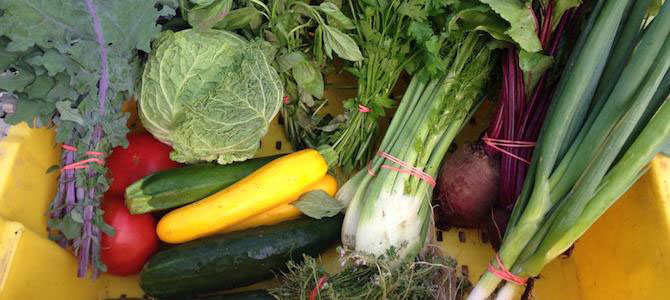 Hungry in Stamford? New CSA Available at Our Office