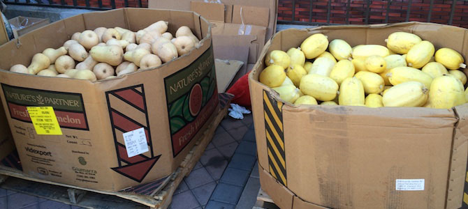 Recovered squash for Feeding the 5000: Oakland