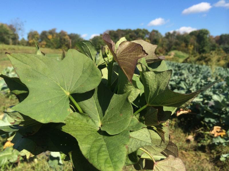 Sweet potato greens