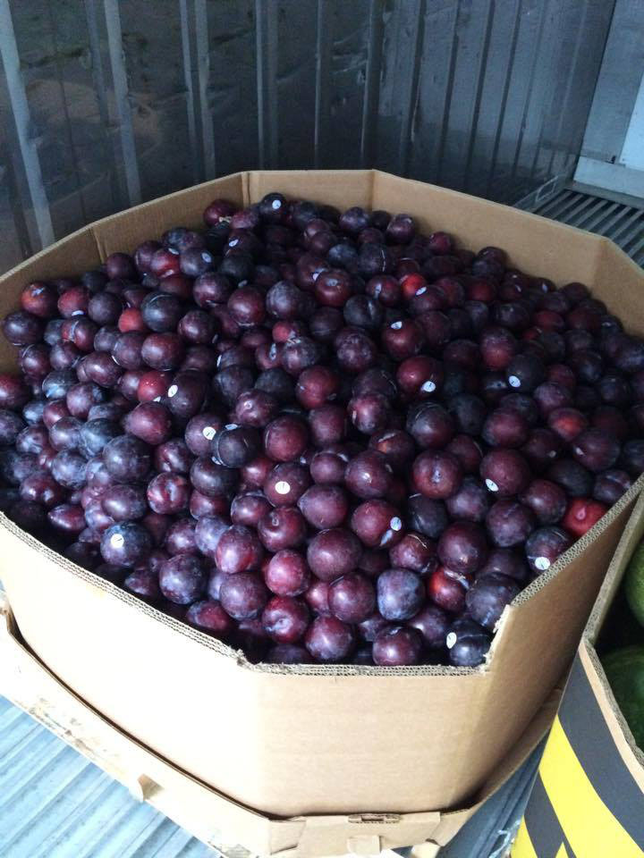 Plums that didn't meet supermarket cosmetic standards