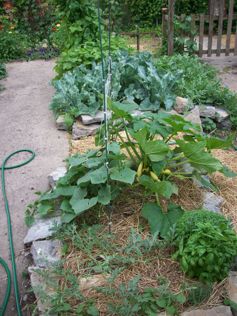 Vegetables growing in a shared garden