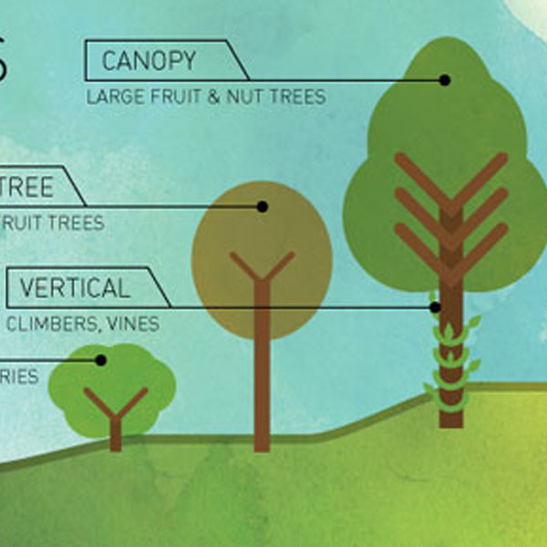 What Is a Food Forest?